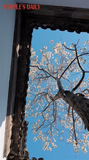 21K views · 223 reactions | Magnolia flowers in full bloom enrich the oriental charm of classical gardens and ancient architecture in Suzhou, east China's Jiangsu. | People's Daily, China | Facebook