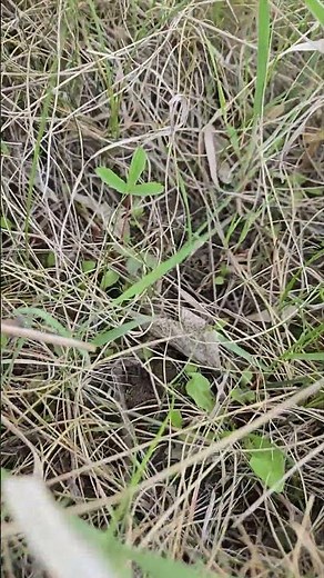 Wild Strawberry Plant Surviving Against the Odds! | Spring Growth Update