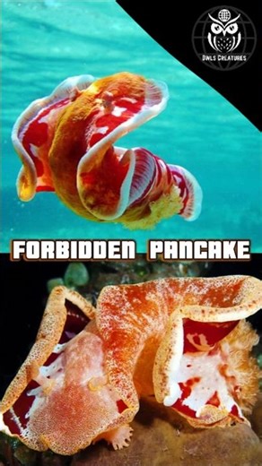 This “Dancing Pancake” Is Actually a Toxic Sea Slug 😳🥞#trending #animals #shorts