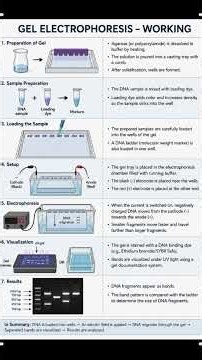 🧬 DNA + Electric Field = Separation! ⚡ | Gel Electrophoresis Explained #followbiobytes#👍