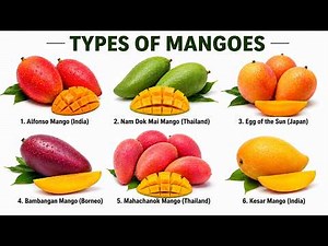 🥭 Top 6 Types of Mangoes Explained! 🌍 | World's Most Famous Mango Varieties