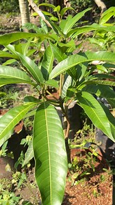 233K views · 1.2K reactions | Mango tree care #fblifestyle | GardeningFruit | Facebook