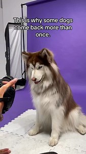 15K views · 7.6K reactions | You’ll never regret documenting your dogs journey凉 | Floofy Studios | Facebook