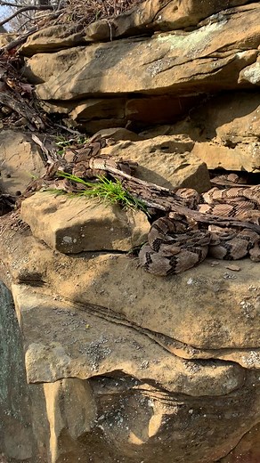#rattlesnake #timberrattlers #findthemwheretheylay | snake