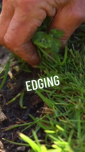 I get asked a lot about edging. Here I show you a simple yet effective edging technique, designed to maintain a pristine garden edge. With this method, you can effortlessly create defined and beautiful edges for your beds. #nodig #charlesdowding #nodiggardening #growyourownfood
