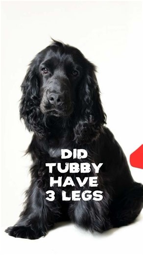 Did Tubby the Cocker Spaniel Have Three Legs? Tacoma Narrows 1940