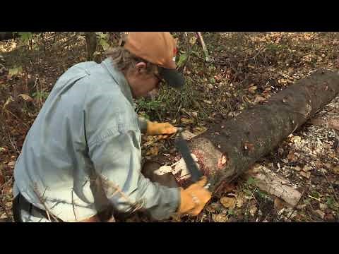 Processing a Beetle-Killed Spruce Tree