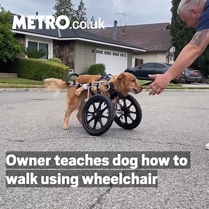 Take a moment to appreciate this extremely determined golden boi ❤️️ | Metro