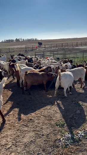 540K views · 18K reactions | Corn time on a cold morning for our 120 head of spring kidders; they get about 1/4 pound of whole corn per goat | Dakota Wind Meat Goats | Facebook