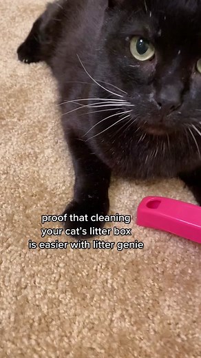 How to Train Your Human to Scoop Cat Poop with Litter Genie