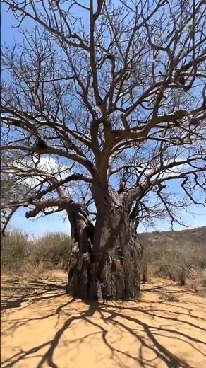 The Baobab Tree: How Indigenous Tribes Build Waterproof and Fire-Resistant Homes #shortvideo