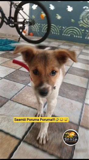 Morning Energy 😅😂🤣 #bitsoflife #gokulamfarms #funny #dog #trendingshorts #pets #viral #villagelife