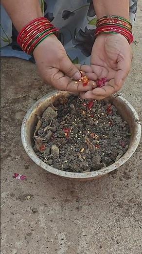 The Right Way to Plant Chilli Seeds in Your Garden