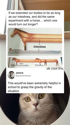 This is how long your intestines actually are