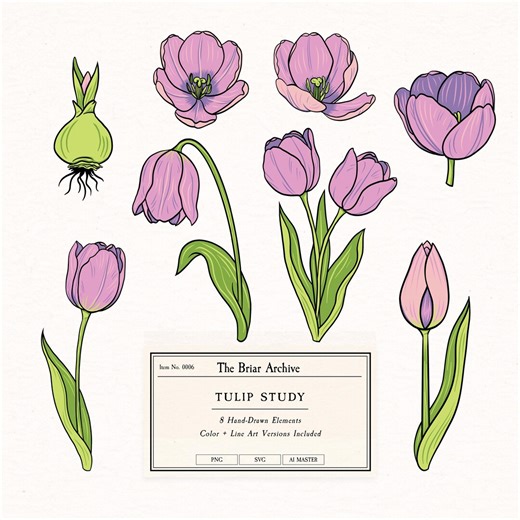Tulip Vector Clipart Set Botanical SVG PNG AI Files Floral Illustration Hand Drawn Commercial Use - Etsy