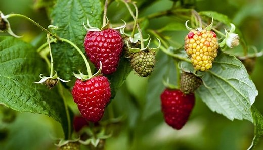 How Long Do Raspberry Plants Live? Life Cycle Explained