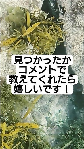 Find Abalone / 2026.07.03 / #4 / ★☆☆☆☆ #abalone