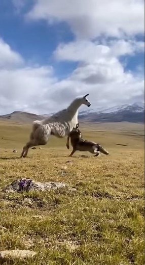 Wolf Gets Too Close to a Llama… and Gets Kicked Instantly! #Llama #Wolf #Wildlife