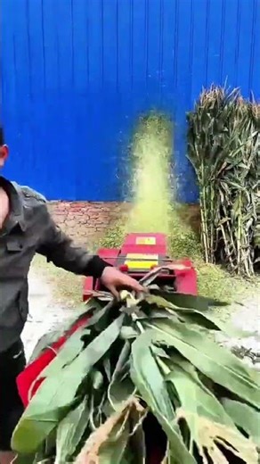 The Process of Chopping Forage Using a Livestock Feed Chopper Machine #shorts