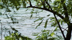 Adda, fiume Adda, Crespi d'Adda, river, wild rivers, flowing water, bright, water, riverside, trees, tree, wood, Vaprio d'Adda, Calolziocorte, Calusco d'Adda, mountain, clear water, nature