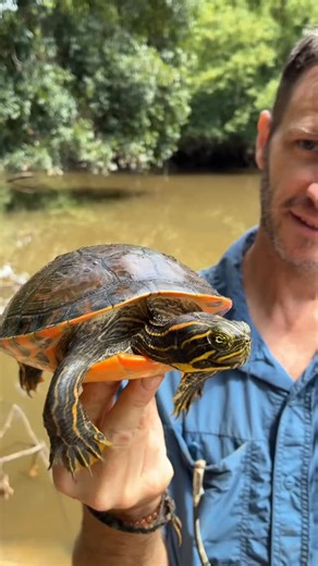 3.8K views · 2.1K reactions | Our native US basking turtles (Chrysemys, Trachemys, Pseudemys) have a special tool up their sleeve for impressing the ladies: elongated foreclaws. Males use these to gently tickle the face of the female with a flick of the wrist, and if he’s lucky she will be receptive #turtles #pseudemys #trachemys #paintedturtle #slider #cooter | Greg’s Turtle Haven | Facebook