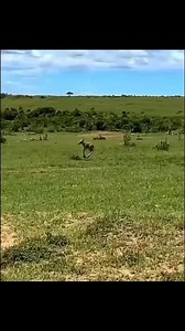 MOTHER ALWAYS PROTECTOR 💪🏿💪🏿💪🏿✅ | Jungle life