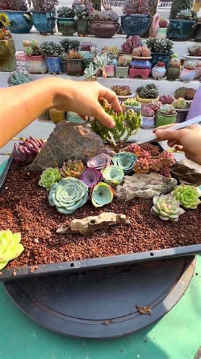 How to Make a Colorful Succulent Arrangement (Easy DIY!) 🎨