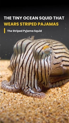 The Tiny Ocean Squid That Wears STRIPED PAJAMAS! #Shorts #Wildlife