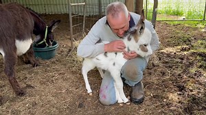 😍💝How loving are these magnificent beings💖Not even 12 hours old and such a cuddle pot filly💖Gotta luv donkeys💝 Born 5am 23/11/25 Filly | Poplar Grove Stud - Micro Spotted & Wooly - Miniature Donkeys