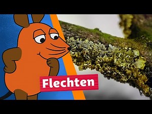 Woher kommen die Flecken auf Steinen und Bäumen? | Die Maus | WDR