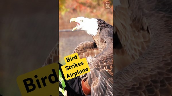 Preventing Bird Strikes with the help of an Eagle