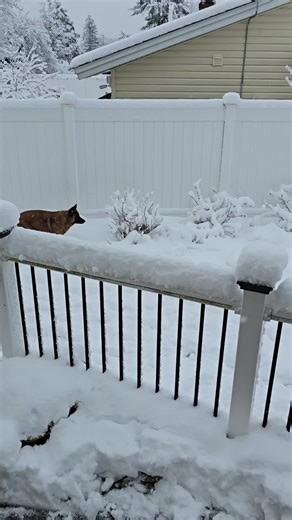 #cltowingllc #towlife #towstories #dogs #germanshepherds