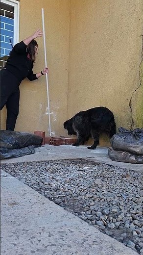 Dog Catches Mouse With Owner's Help, Runs Off With Prey