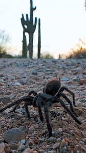 In today's video we are traveling to Tucson, Arizona to document Aphonopelma tarantulas in the wild! Watch the NEW video out now on YouTube! #tarantula #spider #arizona | The Tarantula Collective