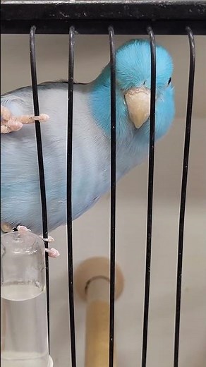 Parrotlet Singing #parakeet #parrots #parrotlet