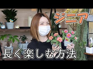 How to Grow, Care for, and Enjoy Zinnias for a Long Time [Gardening at Home] Kaikaen Channel