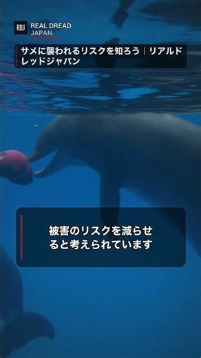 サメの攻撃の実態とリスクを知ろう｜リアルドレッドジャパン