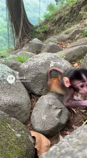 Baby monkey falls from tree – short clip. #BabyMonkey #Funny #MonkeyLife