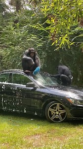 3.5M views · 33K reactions | THE BOYS LOVE WARM SUMMER DAYS! | Myrtle Beach Safari Wild Encounters Tour | Facebook