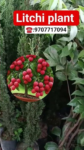 Litchi plant #viral #farming #youtubeshorts #gardening #gardening #agriculture