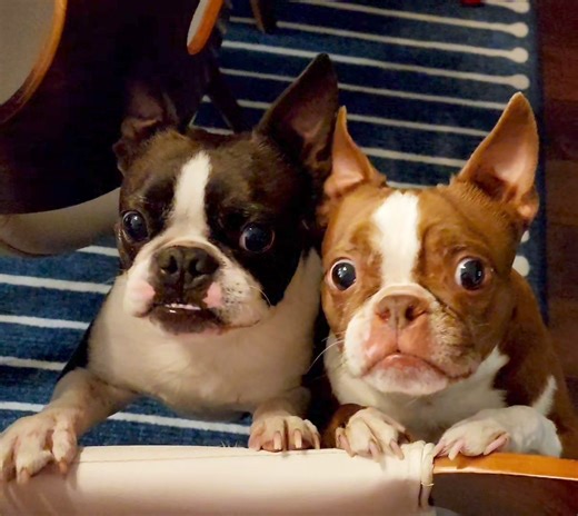 The beggars are rewarded for their bad behavior. I can't help it. | Boston the Boston