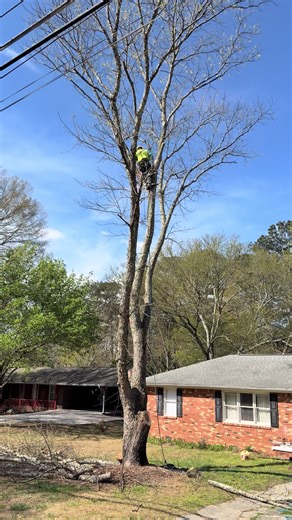 #fyp #proservicetreeservice #TreeRemoval #supportsmallbusiness
