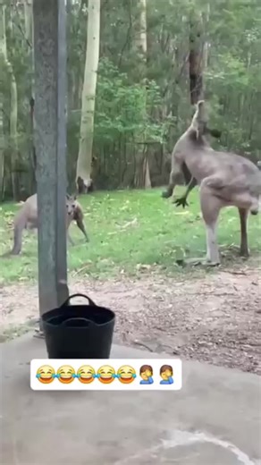 Funny Cats Meowing Compilation