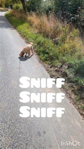 Charli the Cockapoo’s Countryside Adventure! 🐶🌳 #YouTubeShorts