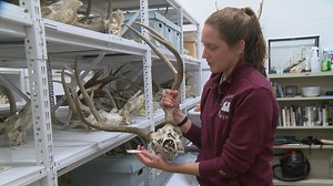 Zoological research museum houses 22,000 bird and mammal specimens