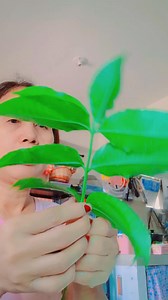 #goodvibesonly #clarencevlog | Clarence Vlog