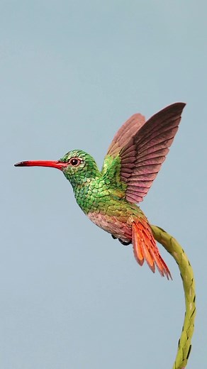 Zack Mclaughlin on TikTok