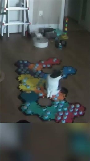 Big moment for Ernie today! 🐾 He pressed ‘ear’ and actually answered my question about whether he