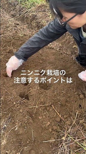 ニンニク植え付け#無肥料 #家庭菜園 #ニンニク