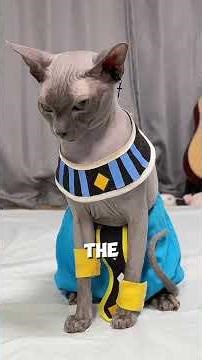 Can hairless cats actually grow fur?#shorts #cat #pets